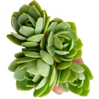 绿蔷薇 砍头苗 多肉植物种苗 无根 基地直供批发【莎玛蒂园艺】