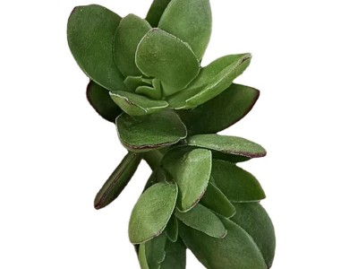 天狗之舞 多肉植物砍头苗 无根 多肉