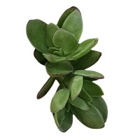 天狗之舞 多肉植物砍头苗 无根 多肉种苗 基地批发【莎玛蒂园艺】