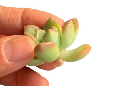 马库斯  砍头苗 多肉植物无根 多肉