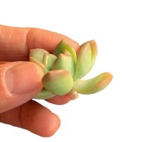 马库斯  砍头苗 多肉植物无根 多肉种苗 大棚批发【莎玛蒂园艺】