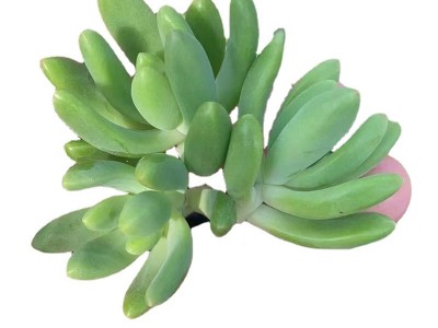 春萌 多肉植物 多肉种苗 砍头苗 无
