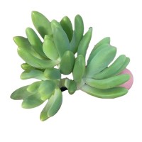 春萌 多肉植物 多肉种苗 砍头苗 无根 基地直销批发