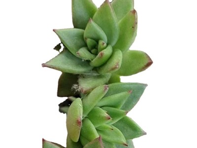 口红 多肉植物砍头苗 多肉种苗 无根