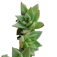 口红 多肉植物砍头苗 多肉种苗 无根 基地批发【莎玛蒂园艺】