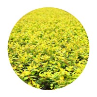 六道木 基地直销 品种齐全 灌木乔木 水生植物 大花六道木 小杯