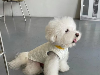 现货宠物狗狗INS外套韩版秋冬新款爱
