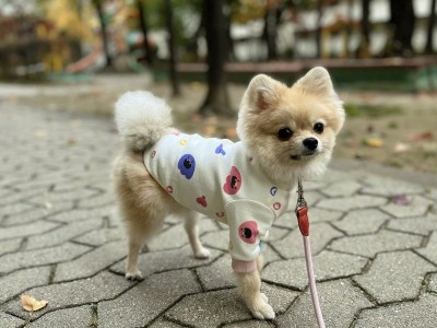 现货韩版新款小怪物印花T 四季打底