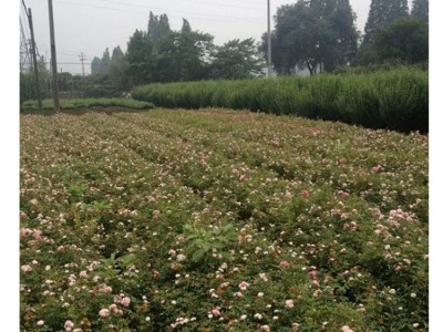 苗木 绿化工程 园林 丰花月季 抗热