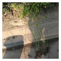 苗木 工程绿化 园林黄棣堂 绿化美观棣堂 工程用棣堂苗 植物灌木