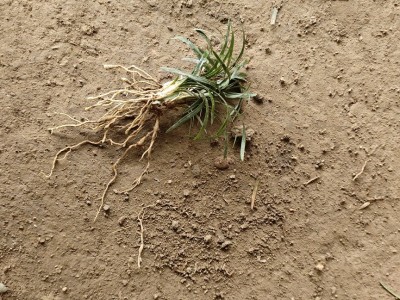 基地直发浙江萧山矮麦冬玉龙草别墅