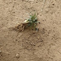 基地直发浙江萧山矮麦冬玉龙草别墅庭院景观绿化现挖现发可发开票
