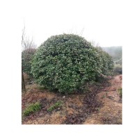 基地直销优质 火棘球 火棘毛球小叶女贞球等承接绿化工程批发配送