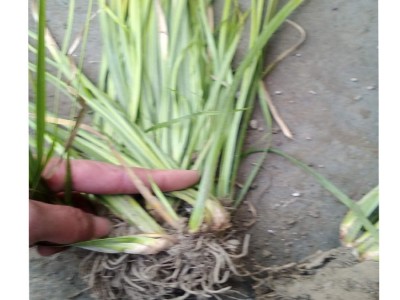 基地直销欧石竹 狼尾草 马鞭草 火炬