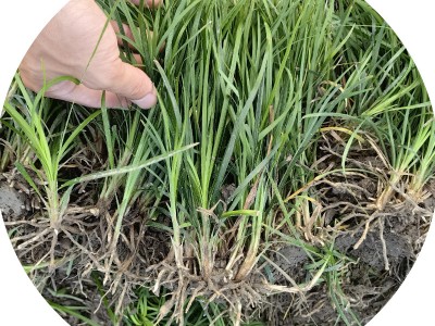 【苗木集采配送】细叶麦冬草 市政工