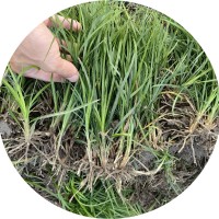【苗木集采配送】细叶麦冬草 市政工程绿地用苗绿化植物