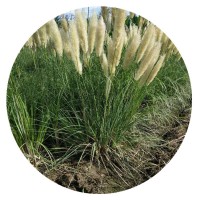 【水生植物】矮蒲苇细叶芒基地直销水生花卉