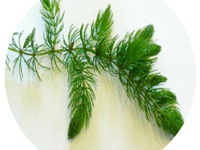 【狐尾藻】小苗水生植物大量供应基