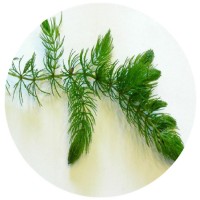 【狐尾藻】小苗水生植物大量供应基地直销水藻水草苗木品种齐全