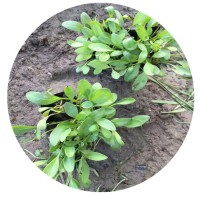 基地直销柳叶马鞭草南美马鞭草长茎马鞭草马莲马兰草本水培