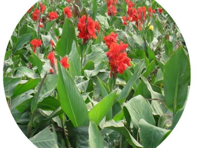 【美人蕉小苗】水生植物红花黄花粉