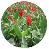 【美人蕉小苗】水生植物红花黄花粉花紫叶美人蕉小苗花叶美人蕉