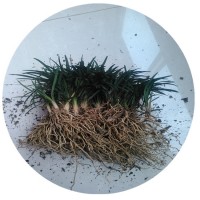 【杭州绿化苗木集采配送】日本矮麦冬玉龙草麦冬草草皮草坪