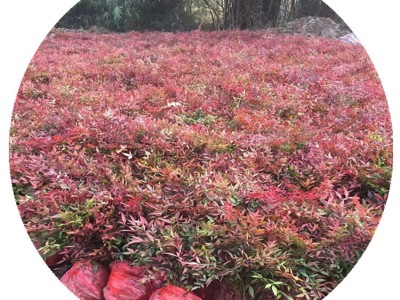 基地直销南天竹小苗杯苗红枸子天竹