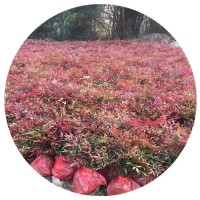 基地直销南天竹小苗杯苗红枸子天竹工程绿化批发配货