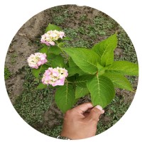 八仙花杯苗绣球花毛球无尽夏工程绿化批发基地直销