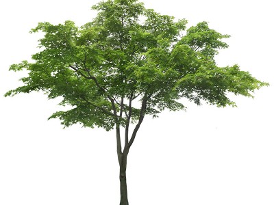 鸡爪槭乔木灌木绿植树萧山苗圃直销