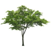 鸡爪槭乔木灌木绿植树萧山苗圃直销园林绿化造景工程园林装饰苗木