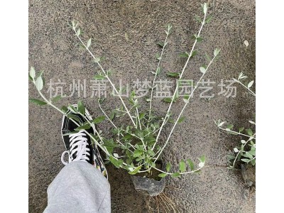 水果篮大杯基地直销绿景植被家养装