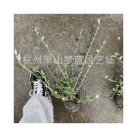 水果篮大杯基地直销绿景植被家养装饰绿植批发花圃道路种植绿化带