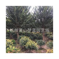 紫薇树苗紫薇树家居树苗公园庭院别墅观赏苗木园林工程绿化树苗