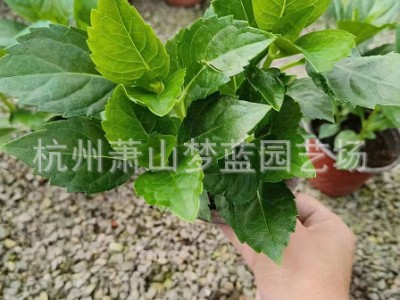 八仙花 无尽夏 苗圃基地 绿化工程 