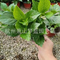 八仙花 无尽夏 苗圃基地 绿化工程 花镜植物 苗木基地 苗圃 绿化