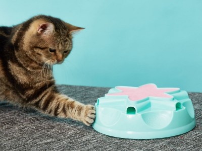 OURPETS 奥派兹 羽毛魔杖躲猫猫