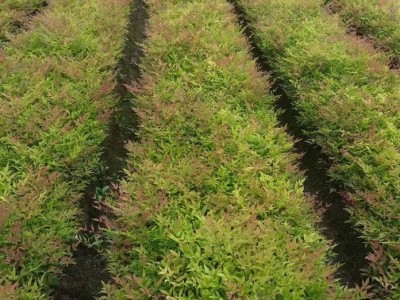 【基地直销】南天竹小杯/大杯/毛球/