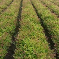 【基地直销】南天竹小杯/大杯/毛球/色块  丛生南天竹  规格齐全