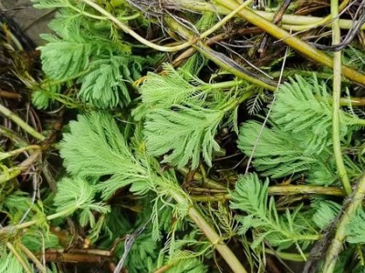 【基地大量批发】狐尾藻/水生植物/