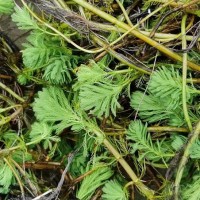 【基地大量批发】狐尾藻/水生植物/聚草/黑藻/成活率高/品种齐全