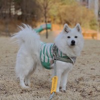 现货韩版INS夏季新款宠物猫狗条纹印花T恤弹力优质全棉短款背心