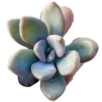 冬美人 多肉种苗 砍头苗 无根 多肉植物基地批发【莎玛蒂园艺】