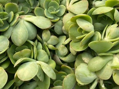 碧桃 多肉植物砍头苗 无根 多肉种苗