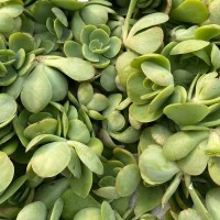 碧桃 多肉植物砍头苗 无根 多肉种苗 基地批发【莎玛蒂园艺】