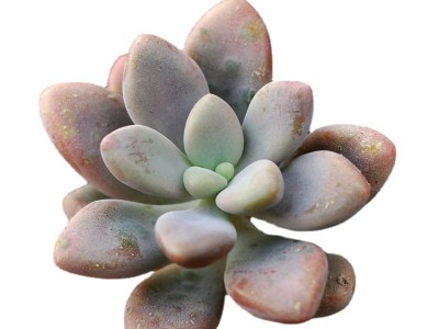 艾伦多肉砍头苗小颗肉肉植物组合盆