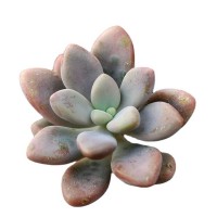 艾伦多肉砍头苗小颗肉肉植物组合盆栽批发特价杭州【莎玛蒂园艺】