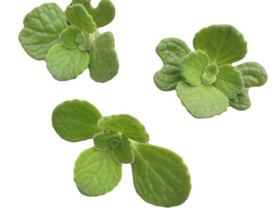 碰碰香 植物 砍头苗 无根 种苗 大棚