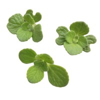 碰碰香 植物 砍头苗 无根 种苗 大棚批发直销